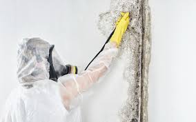 Biohazard Mold Removal in Bridgeport, OH